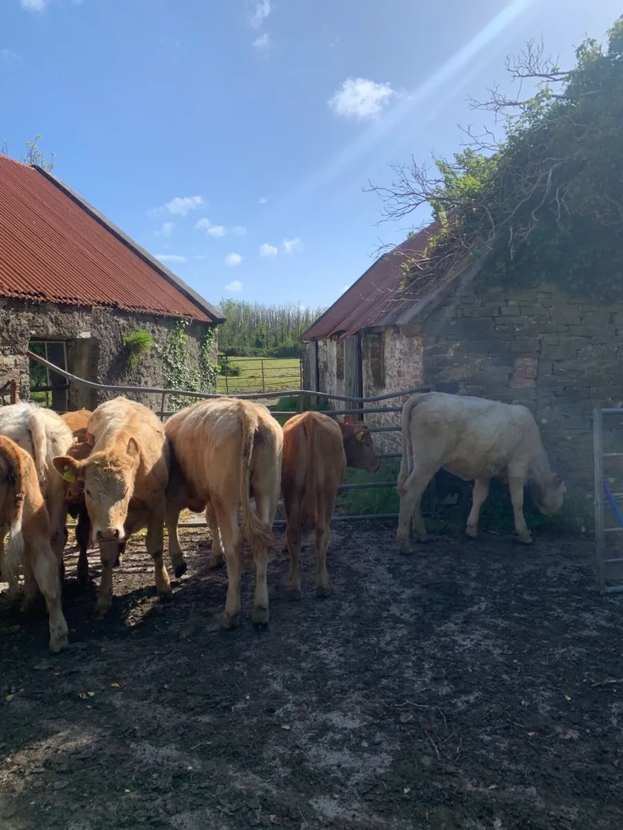 Organic heifers in sixmilebridge 16/5/26 - Image 4