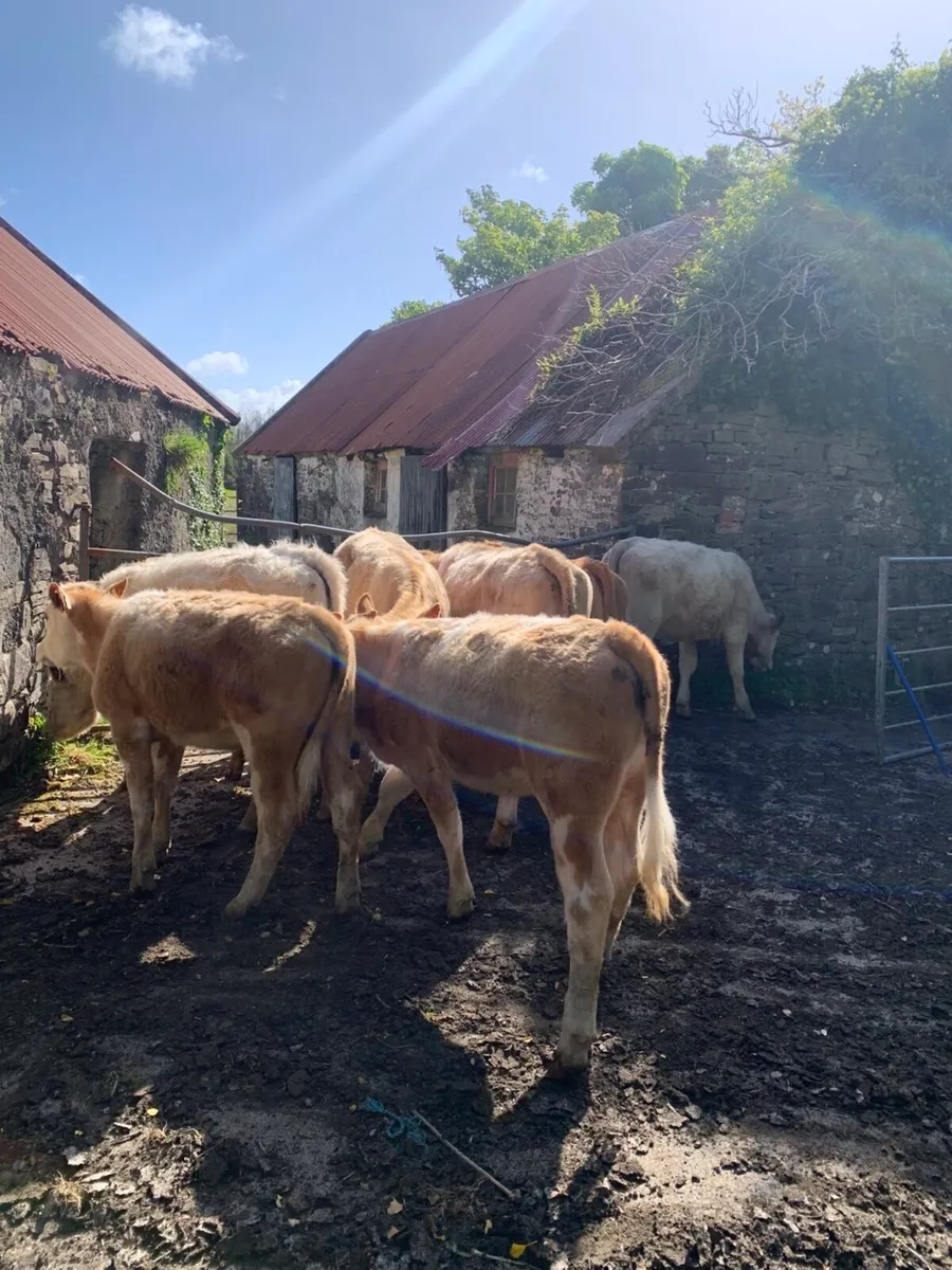 Organic heifers in sixmilebridge 16/5/26 - Image 1