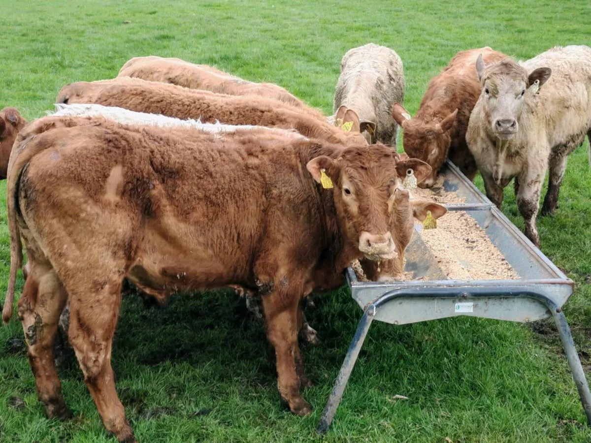 10 suckler Bred Bullock's. - Image 1