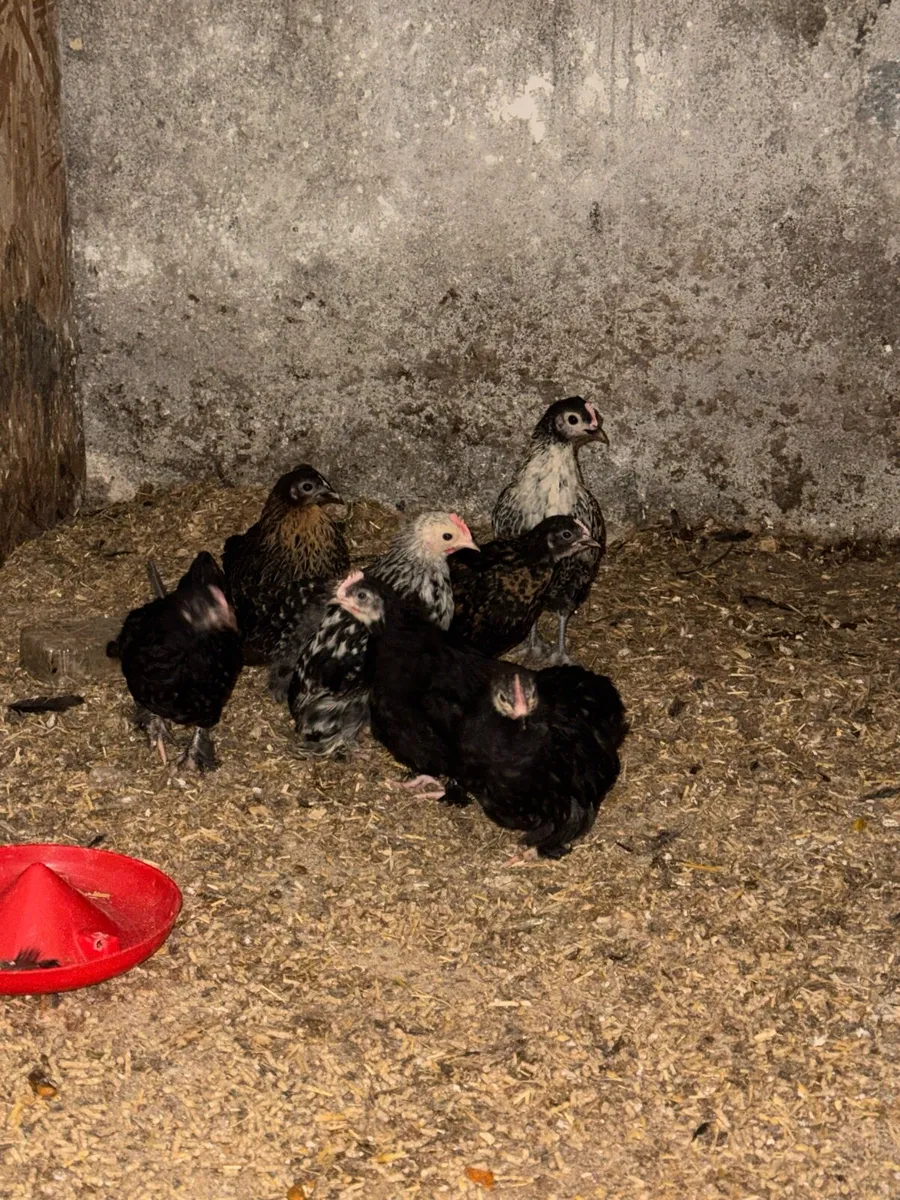 Pekins and bantams - Image 2