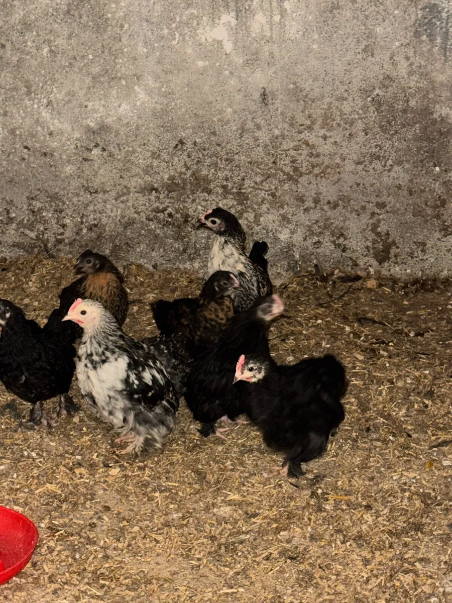 Pekins and bantams - Image 1