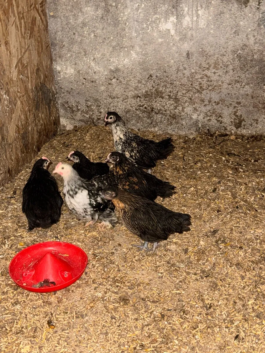 Pekins and bantams - Image 4
