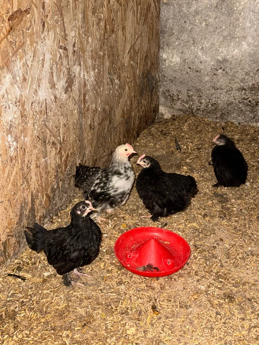 Pekins and bantams - Image 3