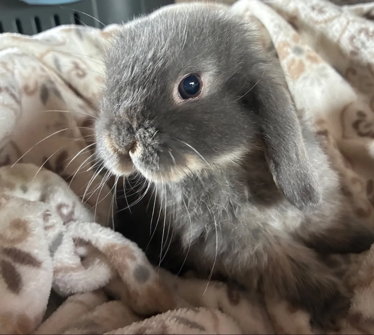 Mini lop baby rabbits 🐰 - Image 1