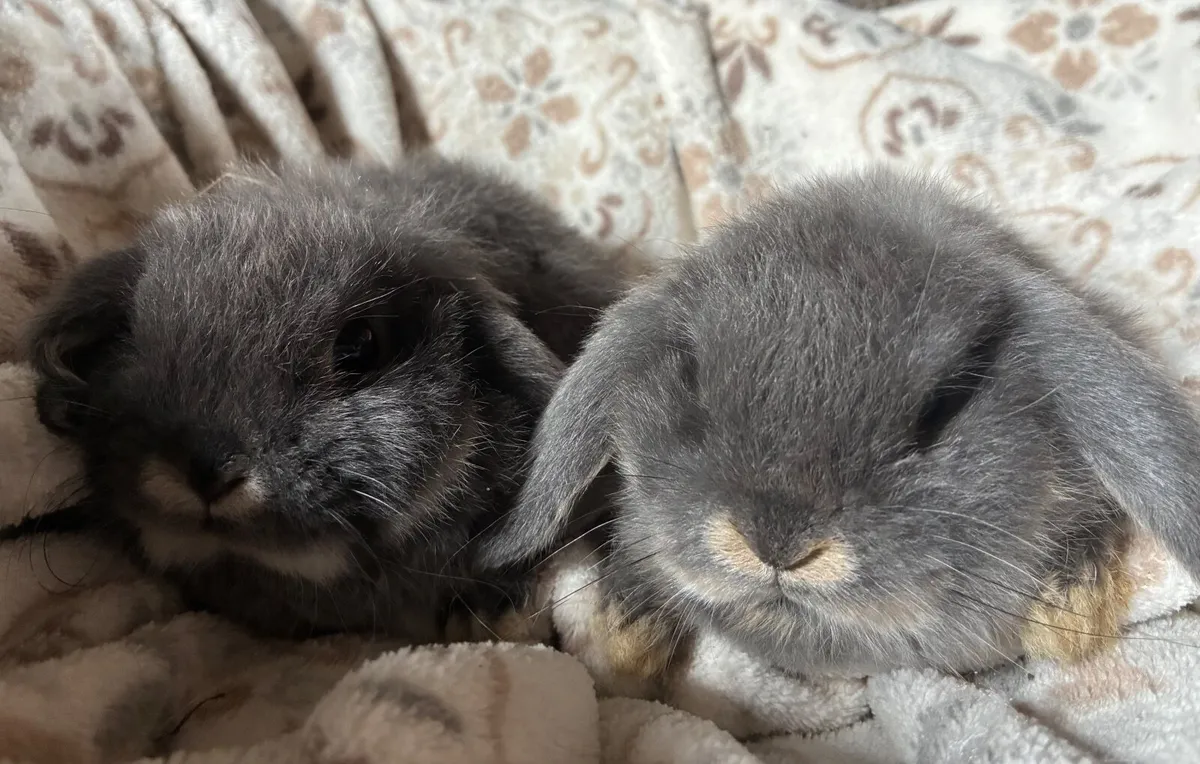 Mini lop baby rabbits 🐰 - Image 2