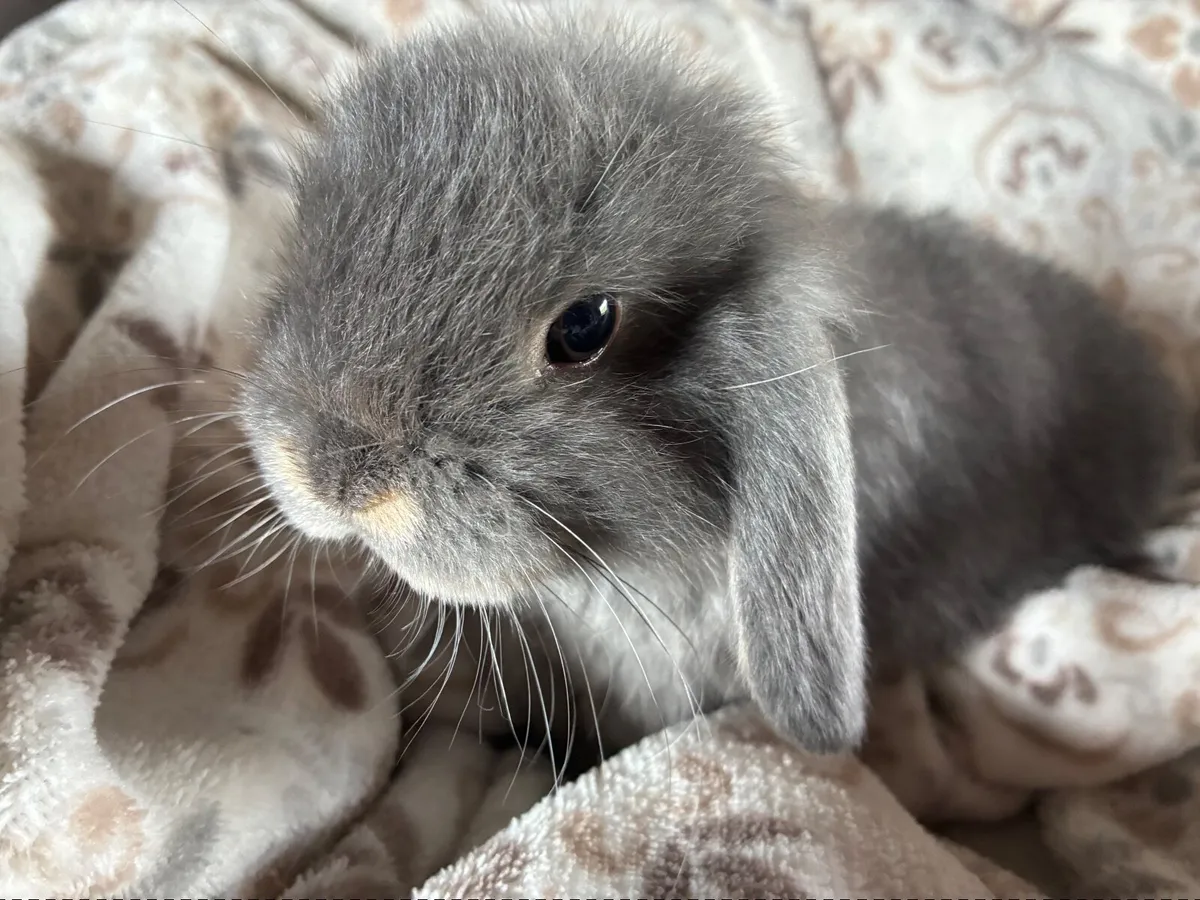 Mini lop baby rabbits 🐰 - Image 3