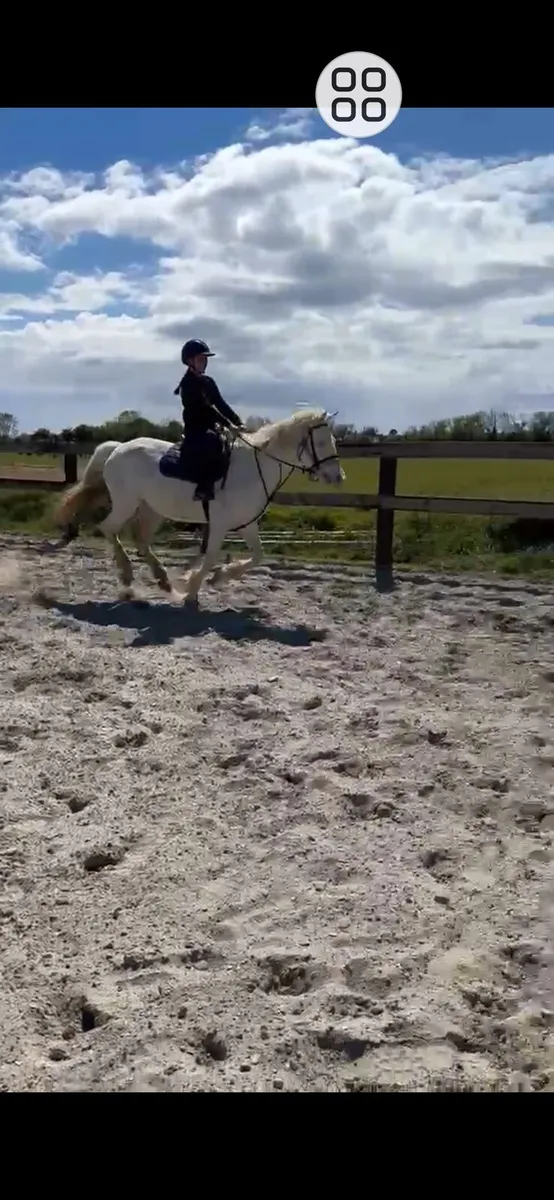 14.1hh Registered Pany - Image 1