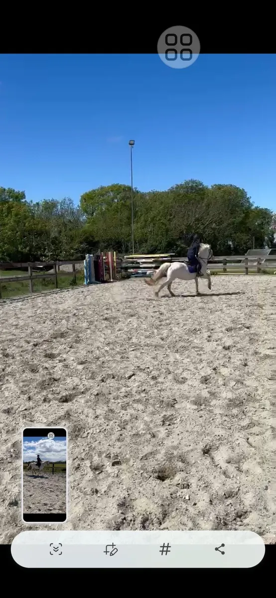 14.1hh Registered Pany - Image 2