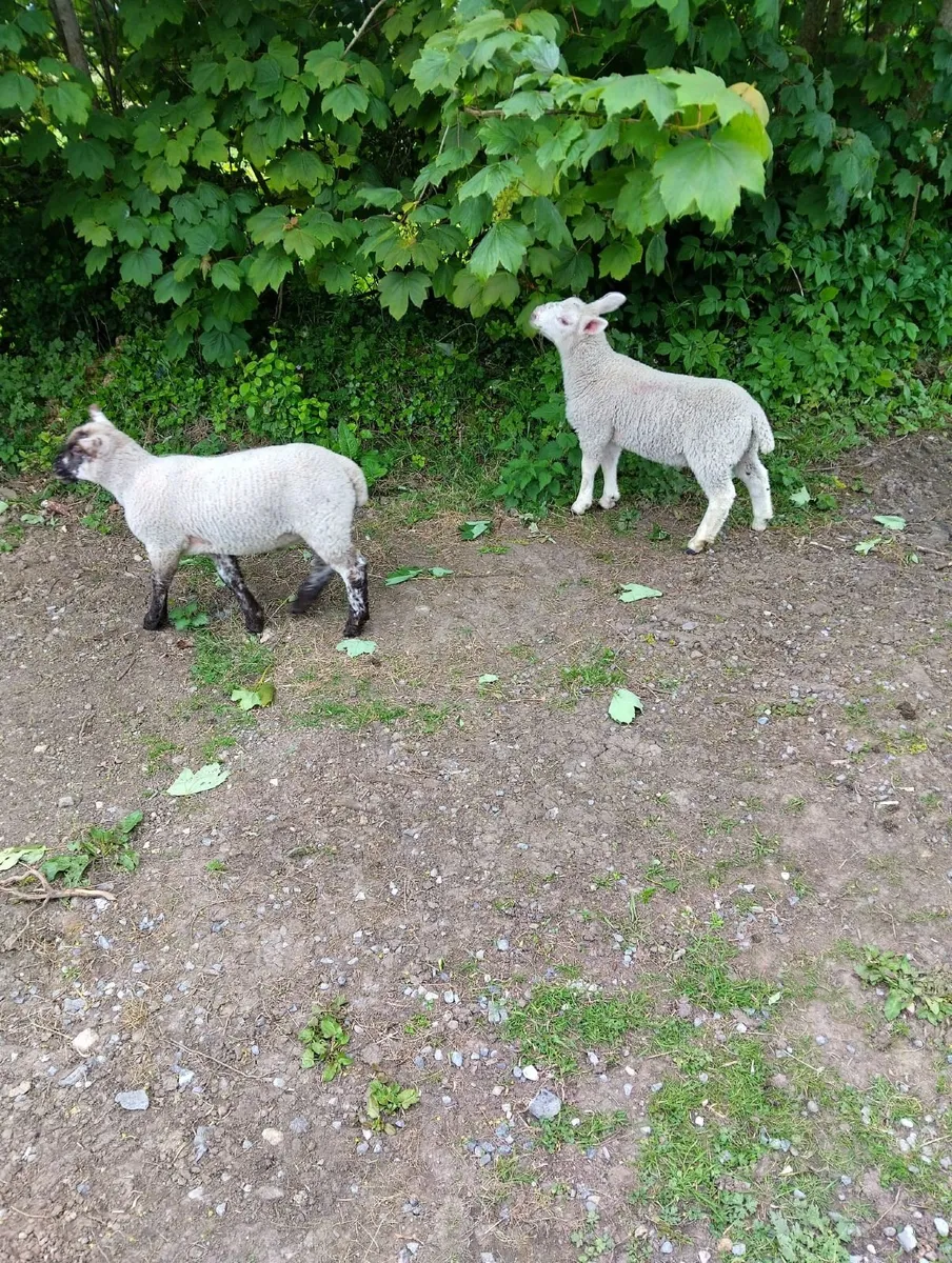 Big Strong grass lambs  €100 - Image 1