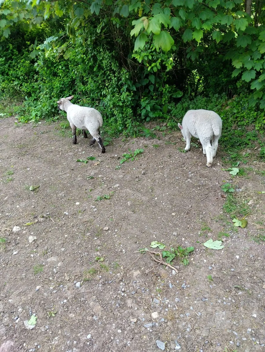 Big Strong grass lambs  €100 - Image 4