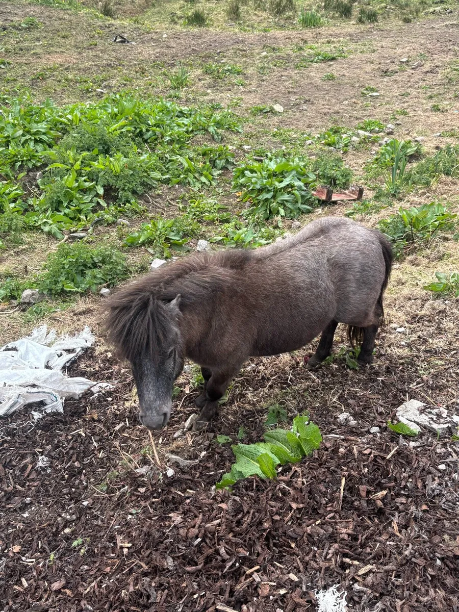 Ponies - Image 3