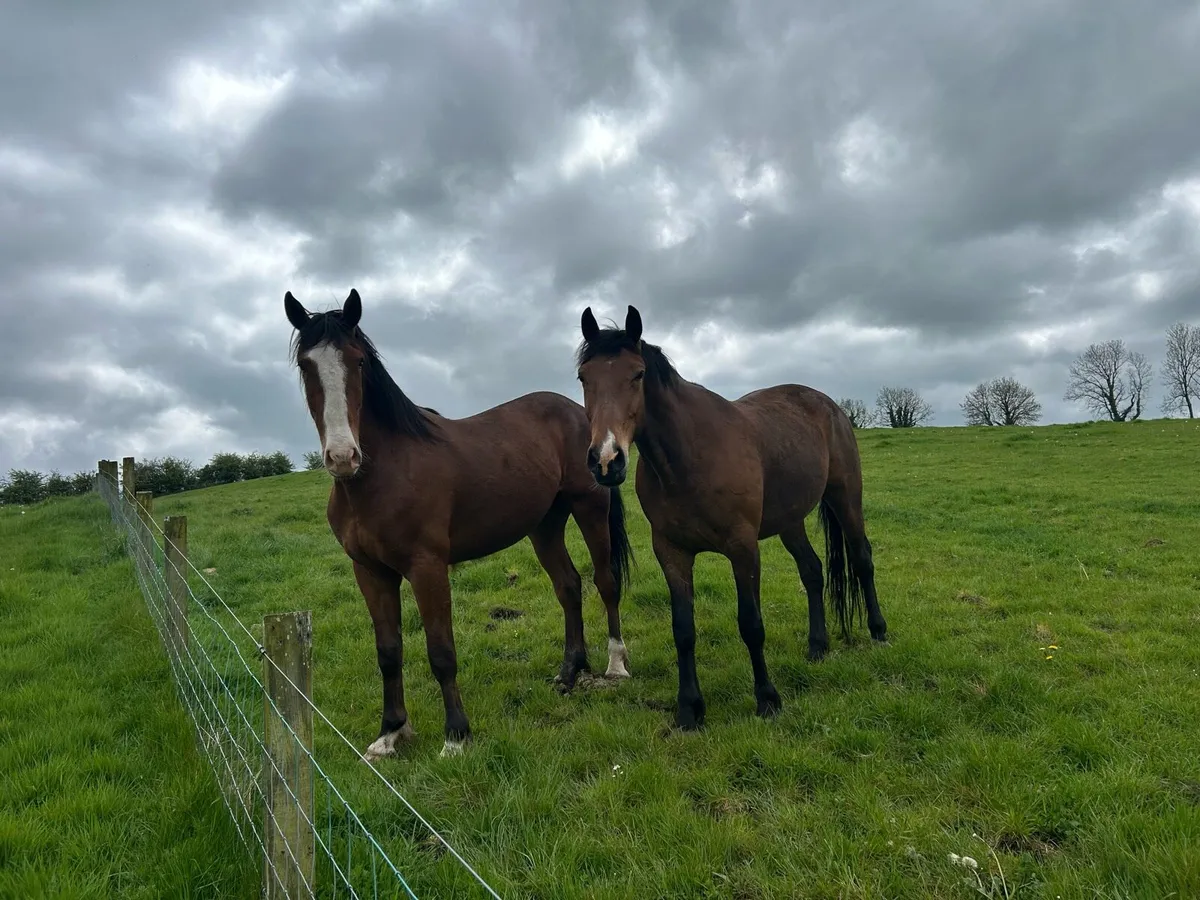 Irish bred 3 & 4 year olds - Image 1