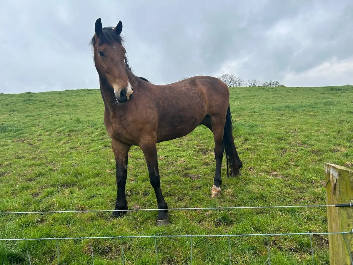 Irish bred 3 & 4 year olds - Image 2