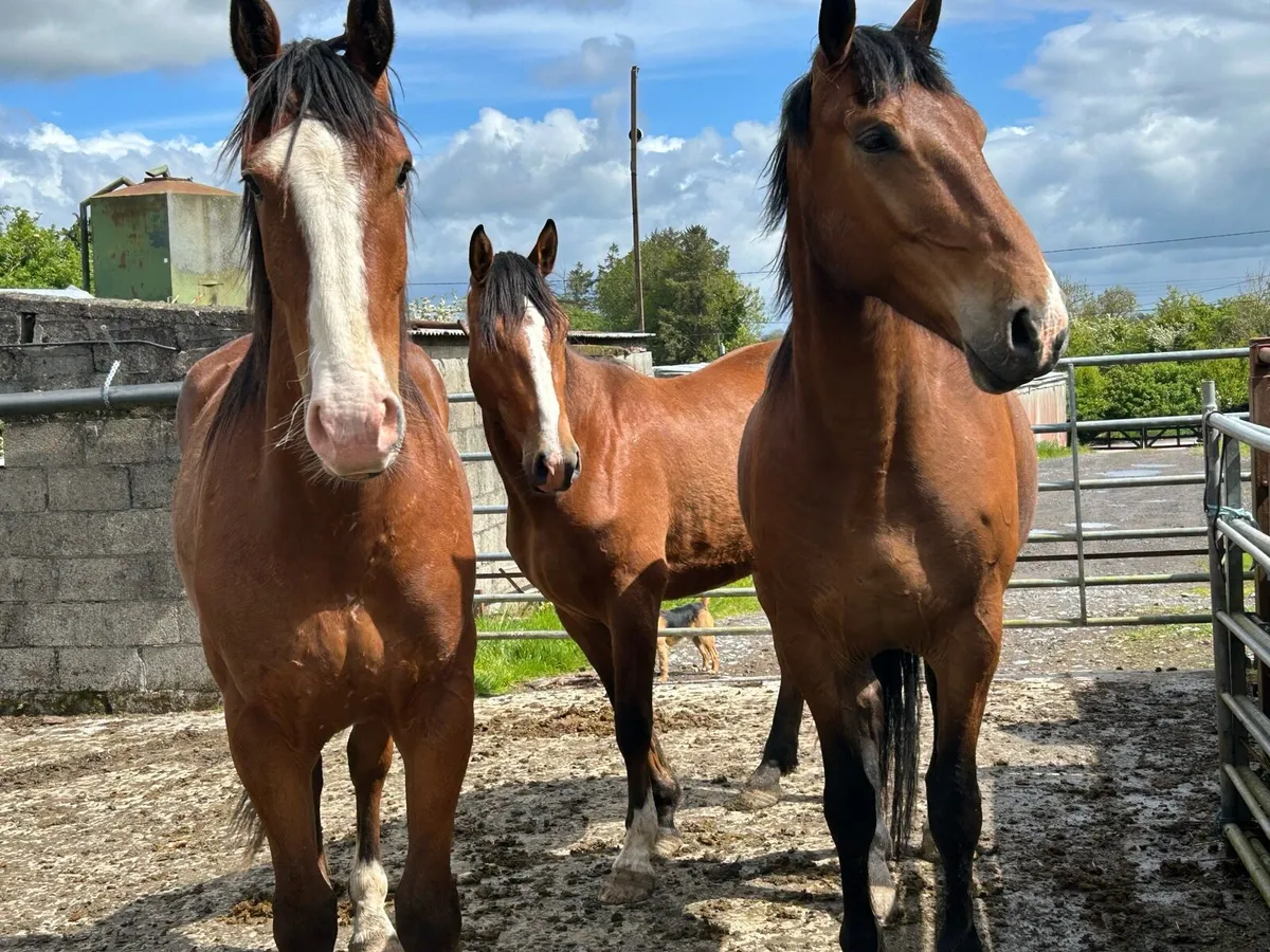 Irish bred 3 & 4 year olds - Image 4