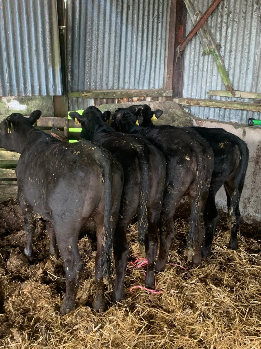 4 Lovely Quality Yearling Heifers for sale - Image 4
