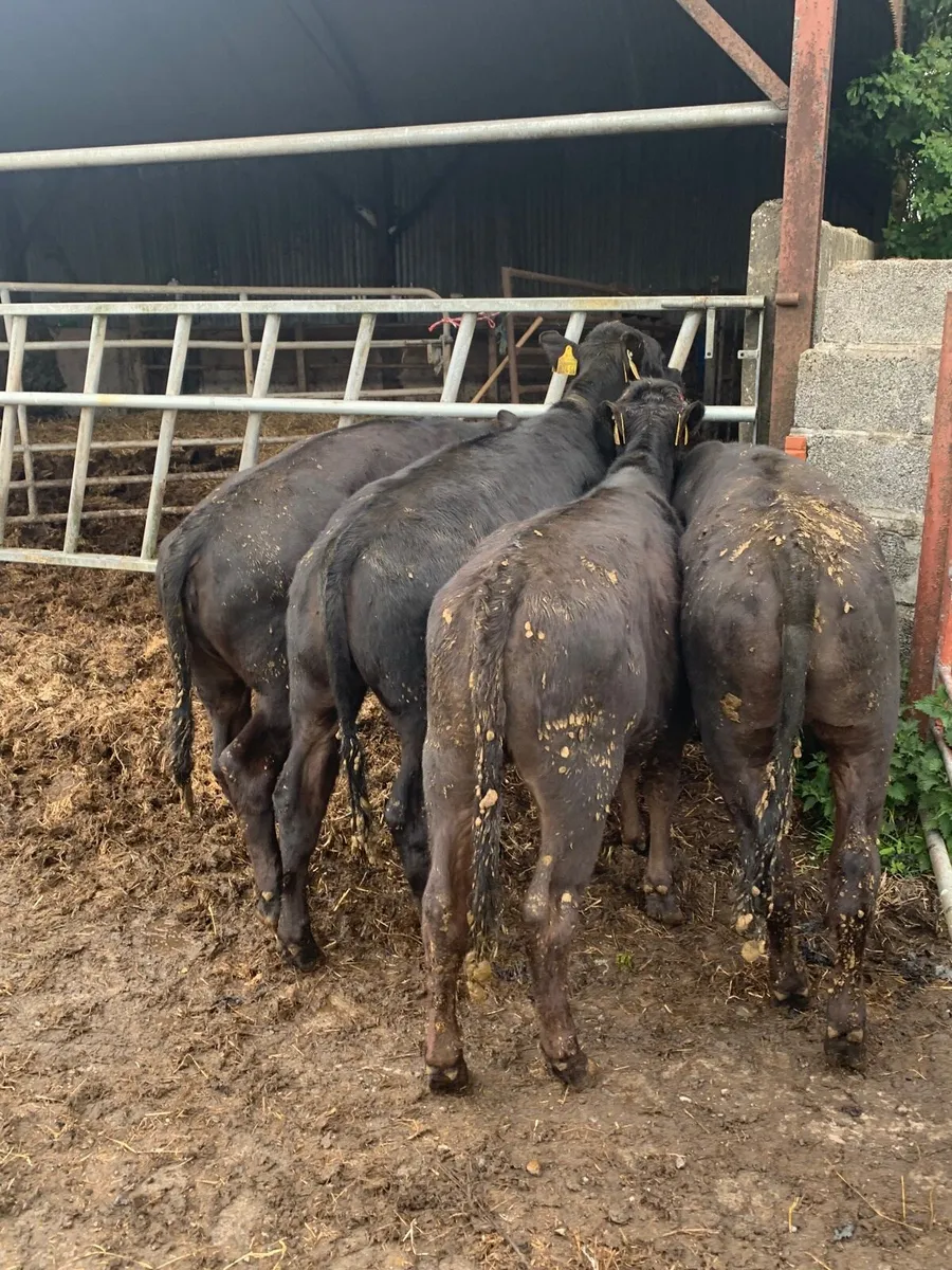 4 Lovely Quality Yearling Heifers for sale - Image 1
