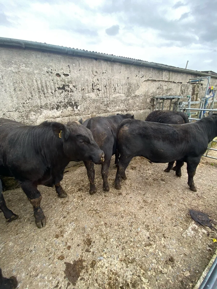 Angus bulls - Pure Breed Registered - Image 1