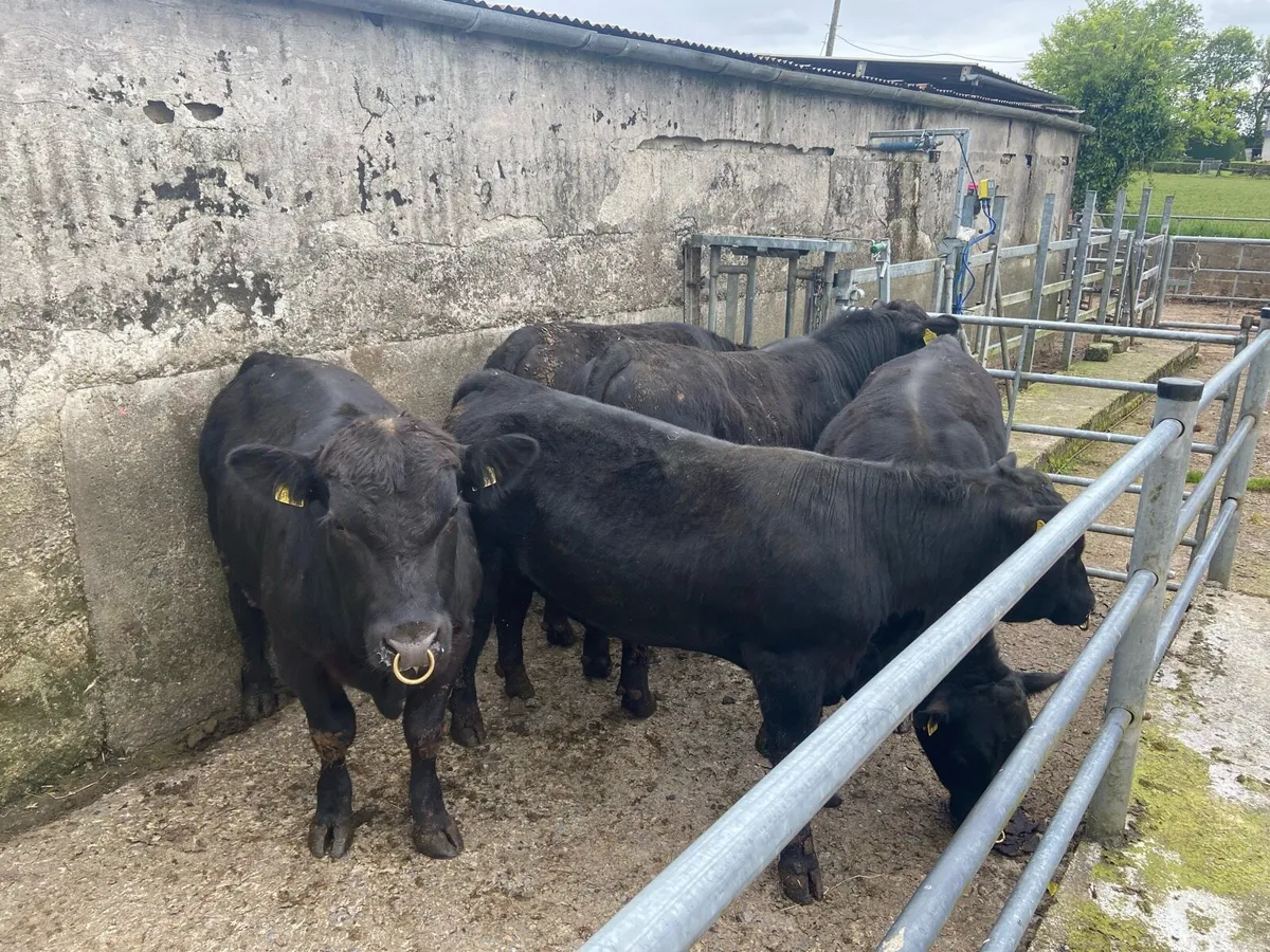 Angus bulls - Pure Breed Registered - Image 2