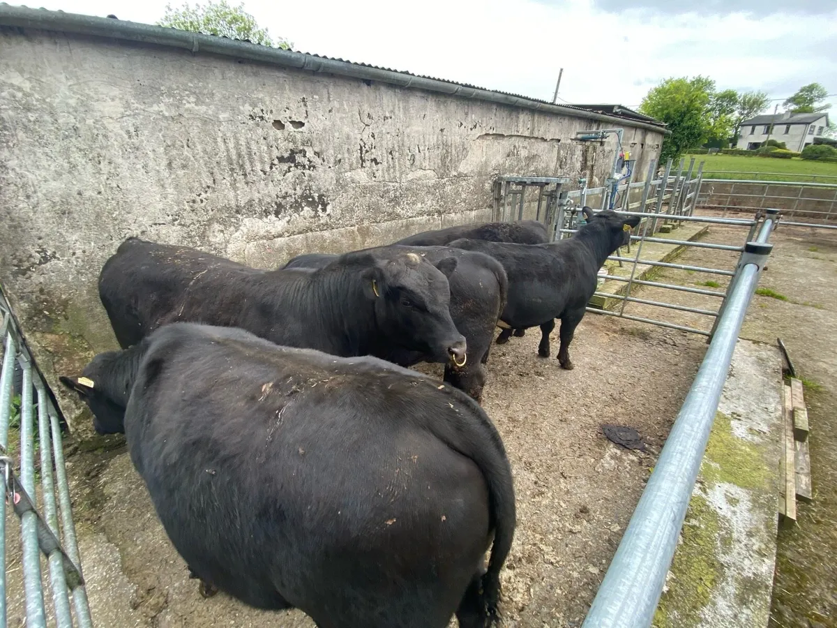 Angus bulls - Pure Breed Registered - Image 3
