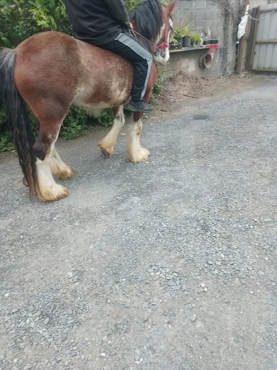 Cob for Sale - Image 2