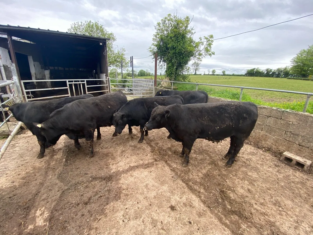 Angus bulls - Pure Breed Registered - Image 4