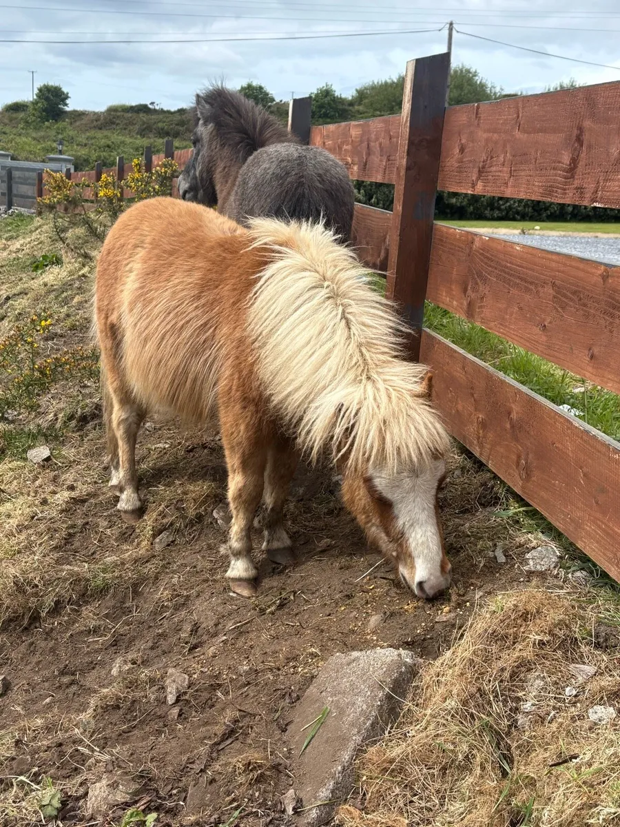 Ponies - Image 1
