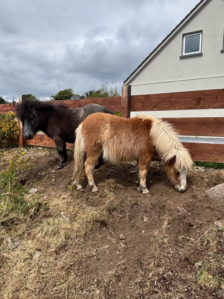 Ponies - Image 2