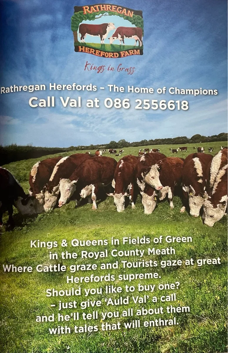 Hereford Females For Sale