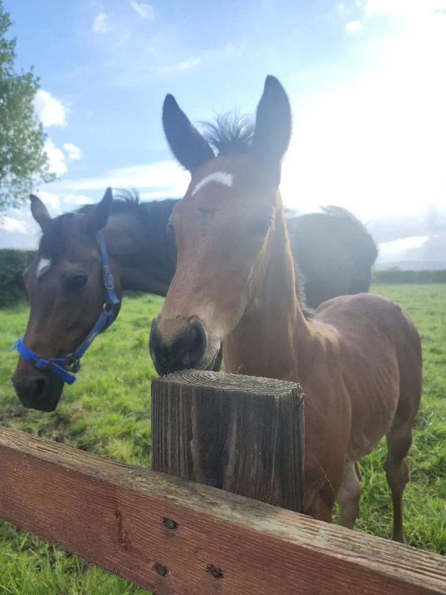 Breaking, Pre-Training, Sales Prep & Foaling - Image 2