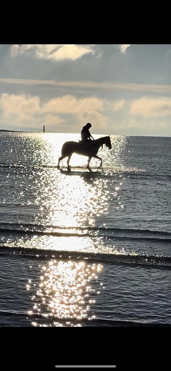 Breaking, Pre-Training, Sales Prep & Foaling - Image 3