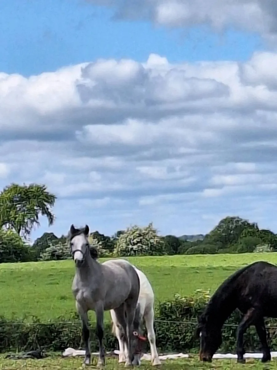 Two yearling fillies - Image 1