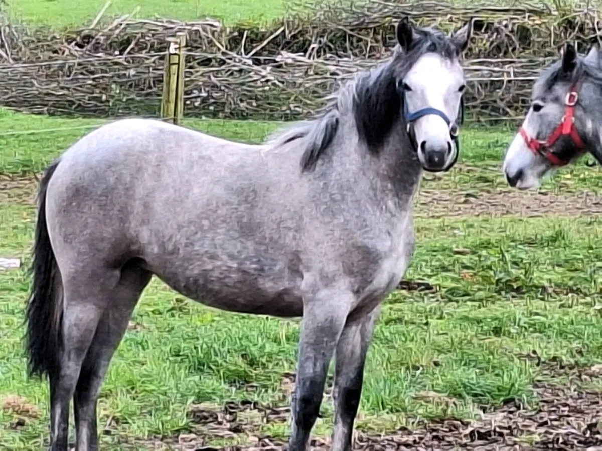 Two yearling fillies - Image 2