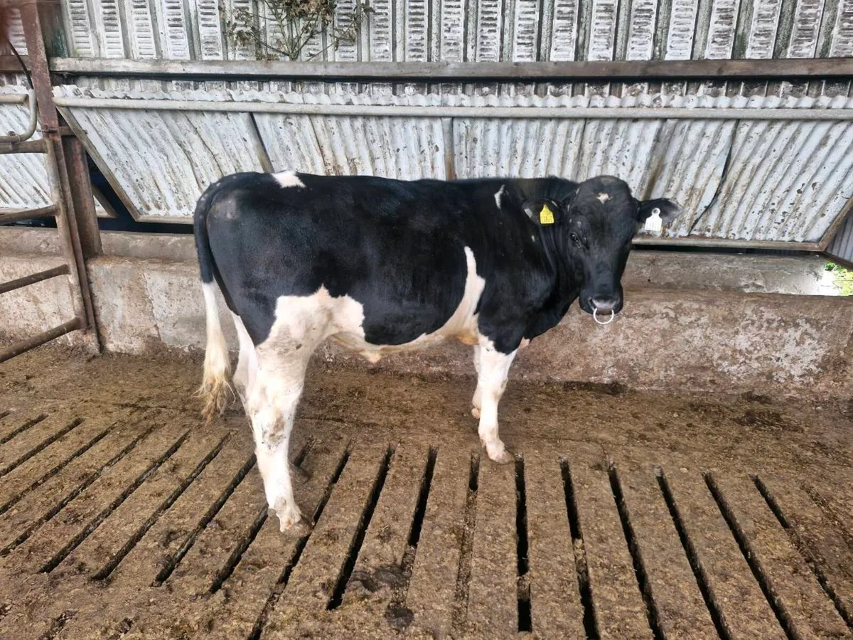 Pedigree registered British fresian bull - Image 1