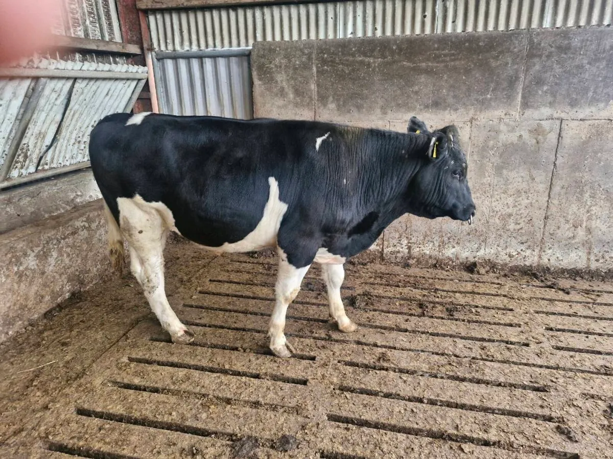 Pedigree registered British fresian bull - Image 2