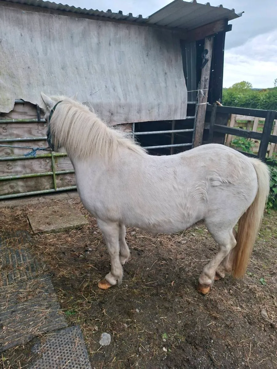 Pony - Image 4