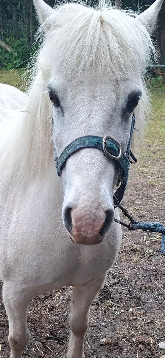 Pony - Image 1