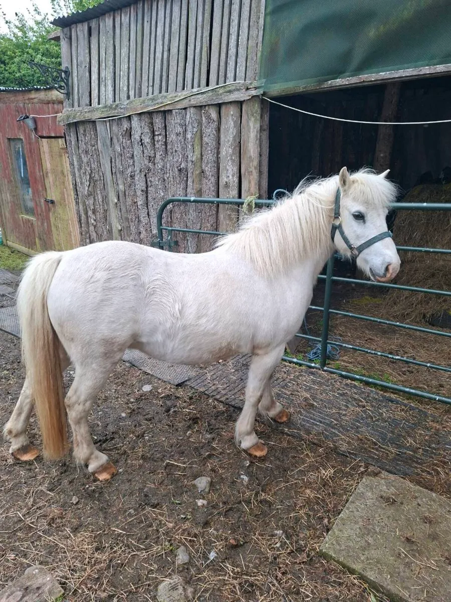 Pony - Image 2