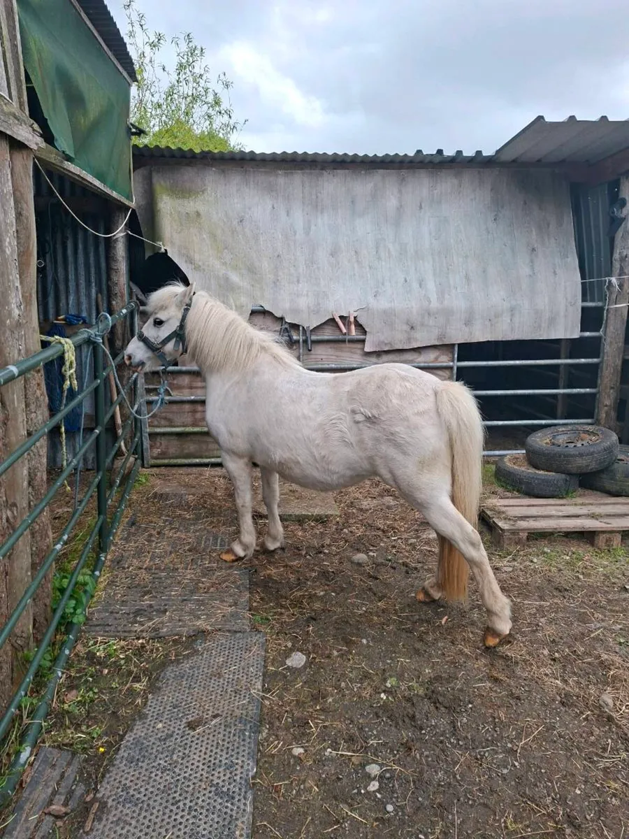 Pony - Image 3
