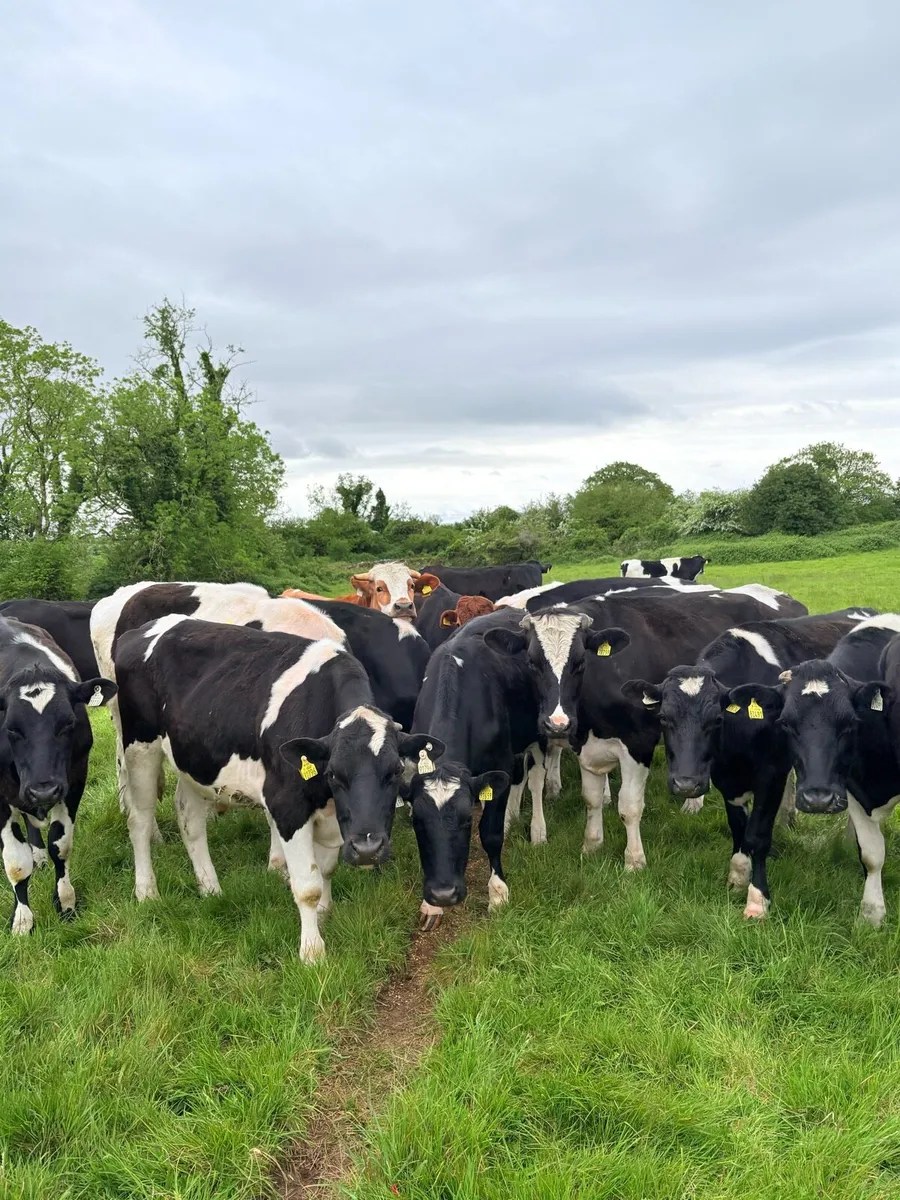 20 Friesian Bullocks - Image 2