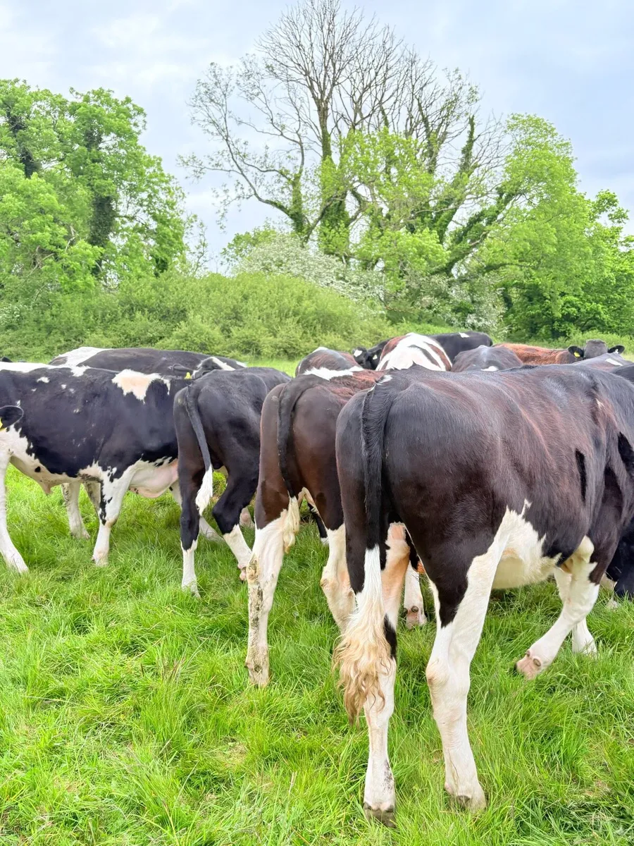 20 Friesian Bullocks - Image 4