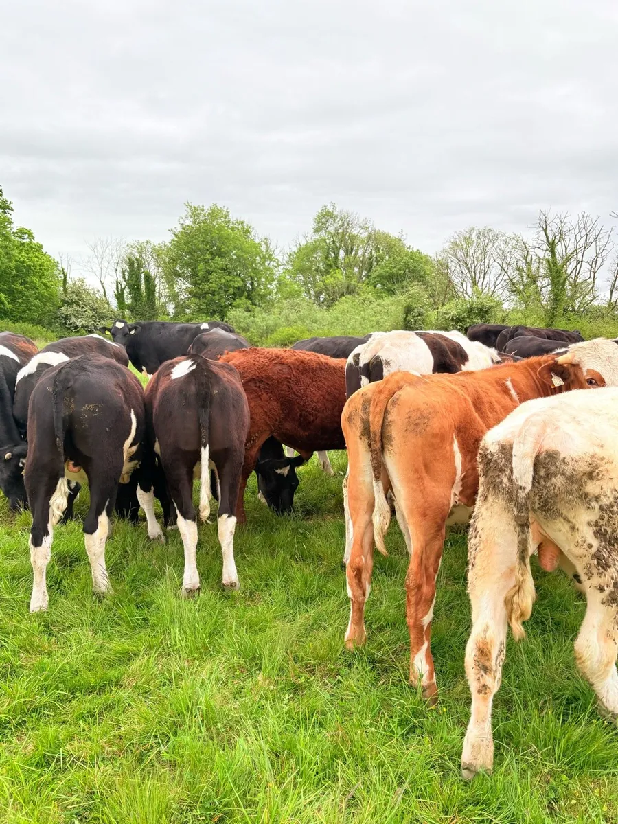 20 Friesian Bullocks - Image 1