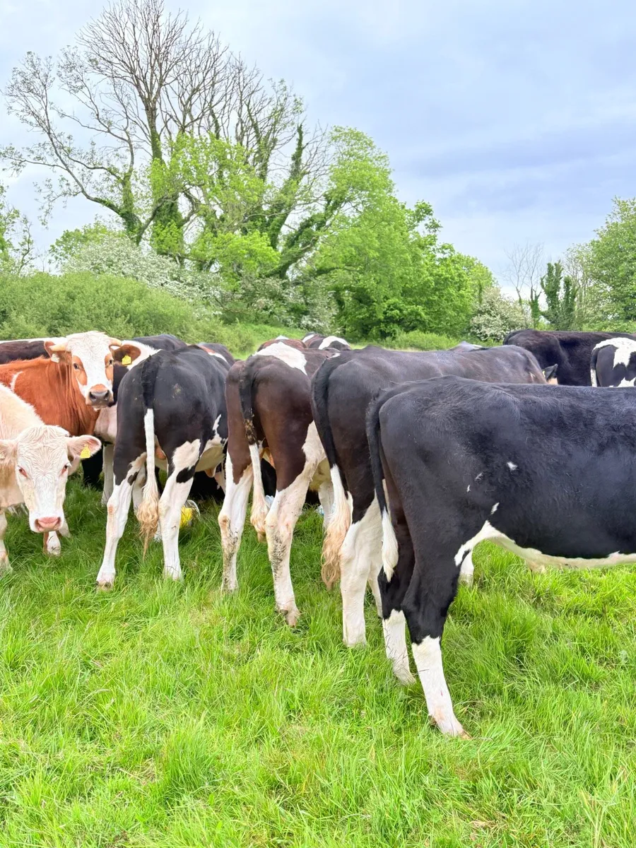 20 Friesian Bullocks - Image 3