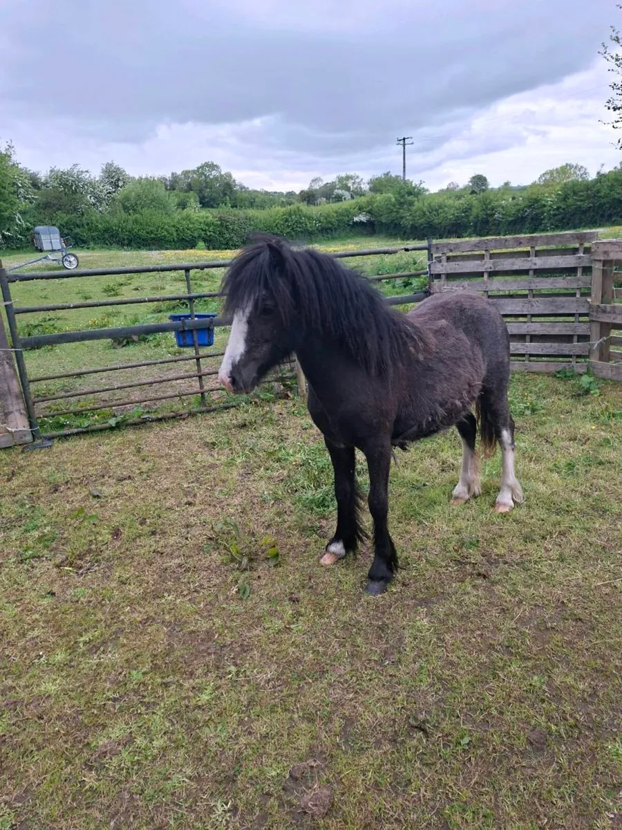 Yearln filly - Image 4