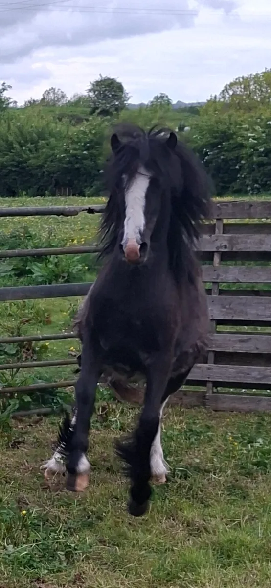 Yearln filly - Image 1