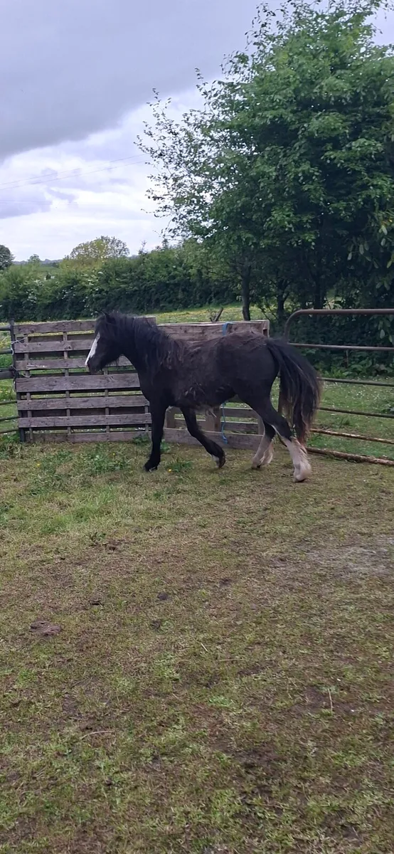 Yearln filly - Image 2