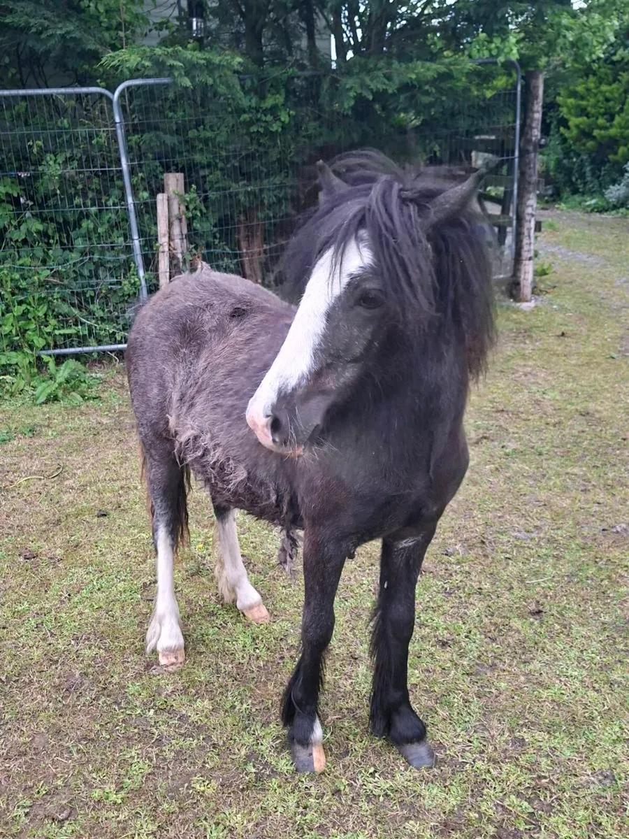 Yearln filly - Image 3