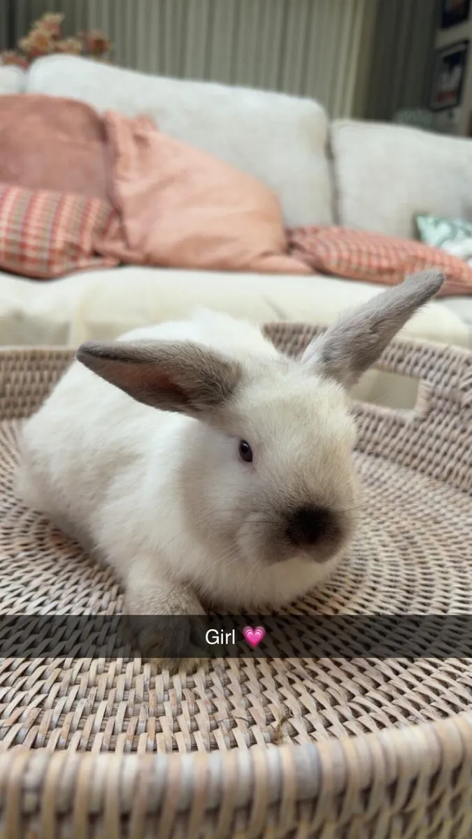 Gorgeous baby bunnies 💗 🐰 - Image 4