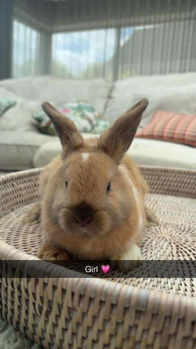 Gorgeous baby bunnies 💗 🐰 - Image 2
