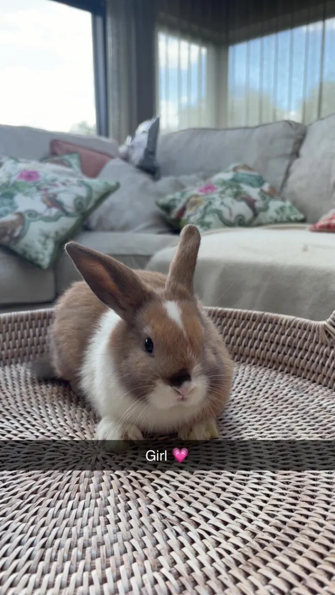 Gorgeous baby bunnies 💗 🐰 - Image 3