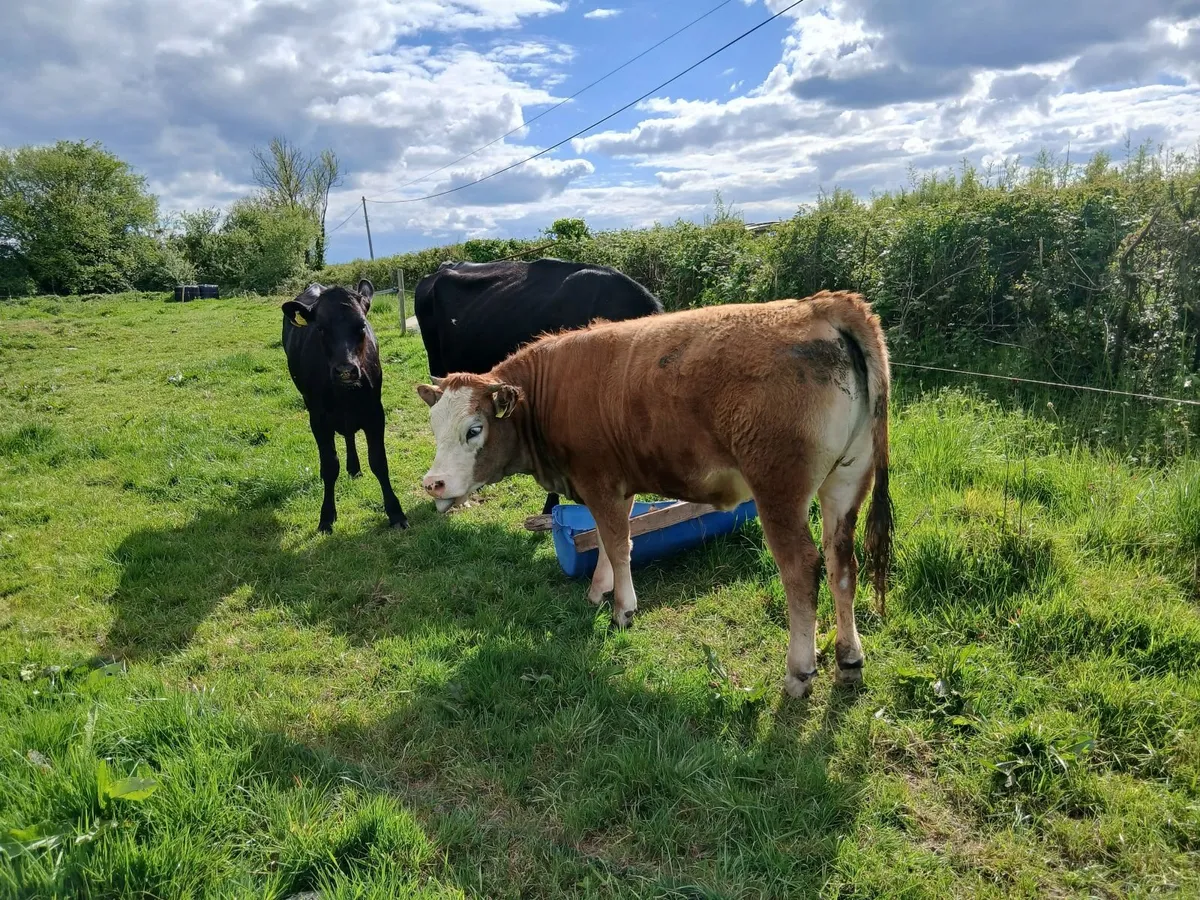 Yearling heifers - Image 2